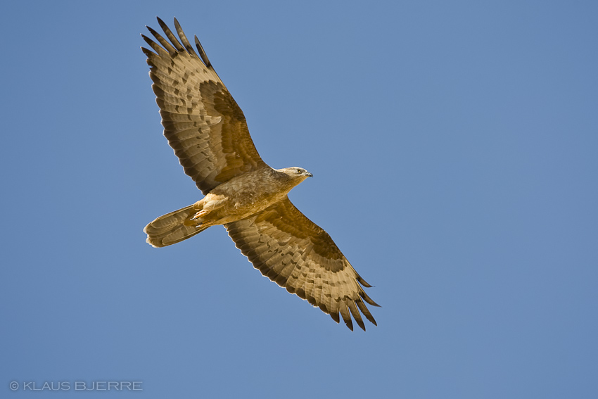 Honey Buzzard_KBJ3841.jpg - Honey Buzzard male - Eilat Mountains